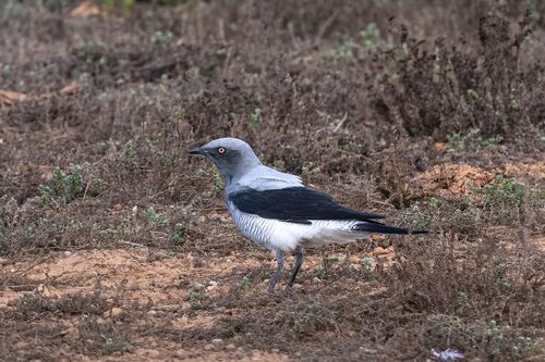 Ground Cuckooshrike (Coracina maxima)