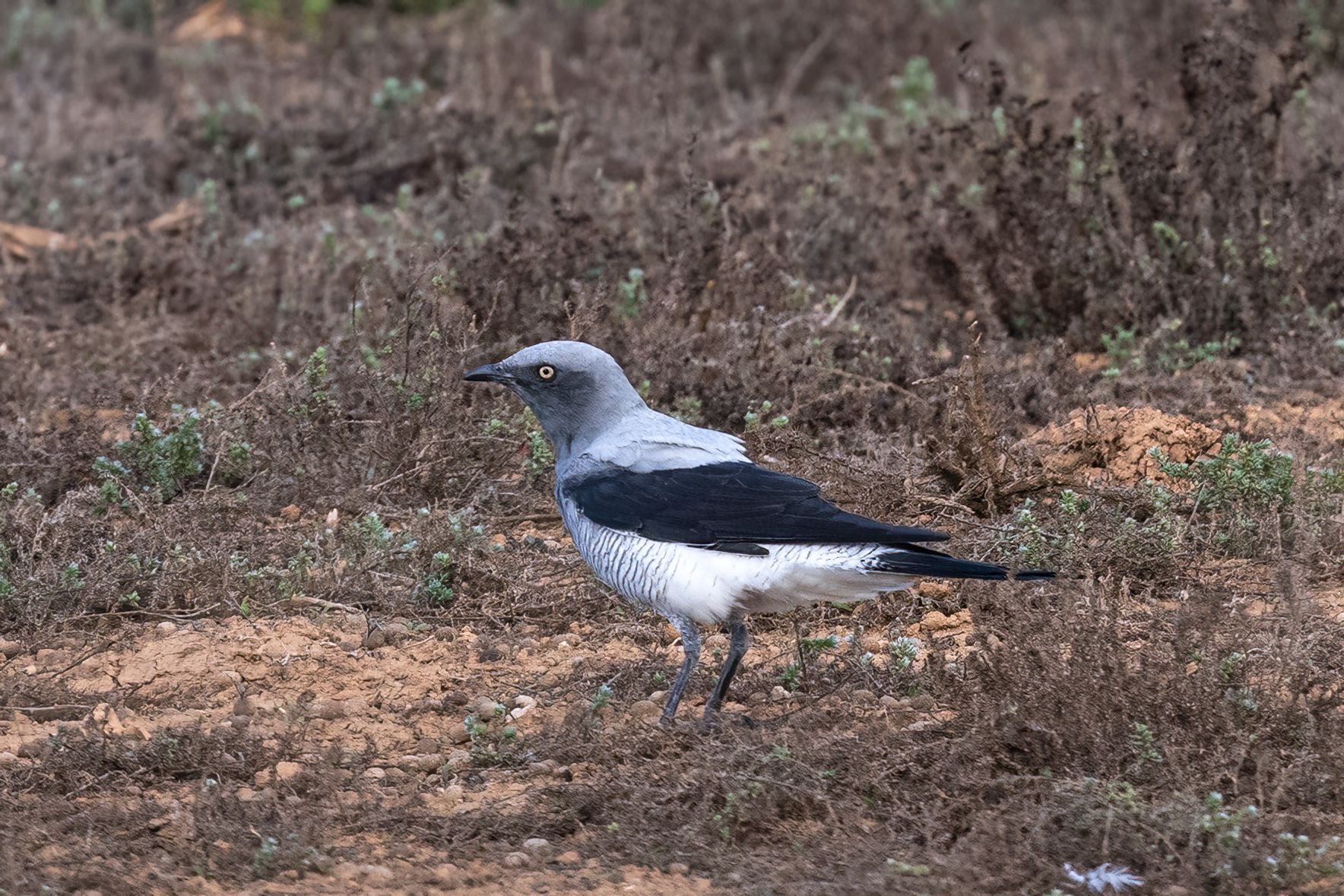 Ground Cuckooshrike (Coracina maxima), photo 1