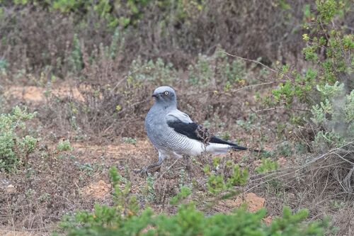 Ground Cuckooshrike (Coracina maxima), photo 6