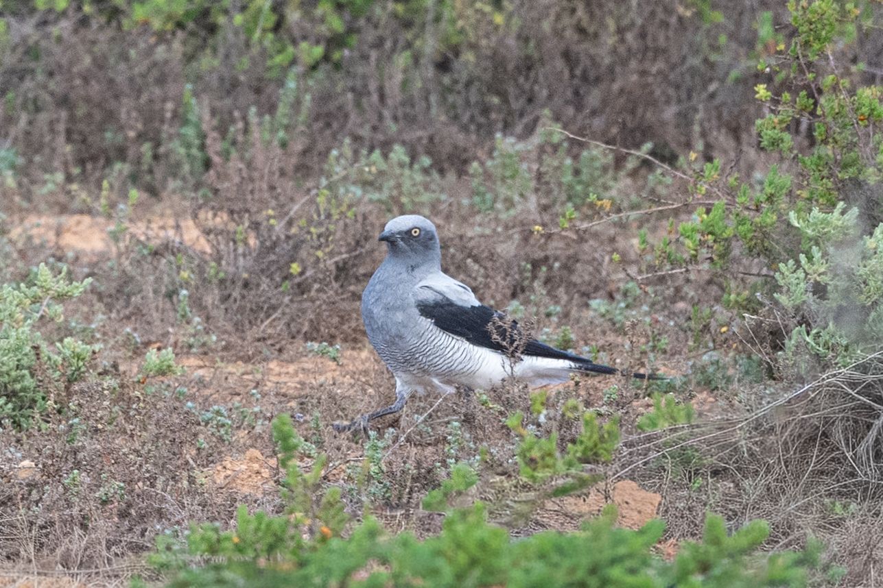 Ground Cuckooshrike (Coracina maxima), photo 8