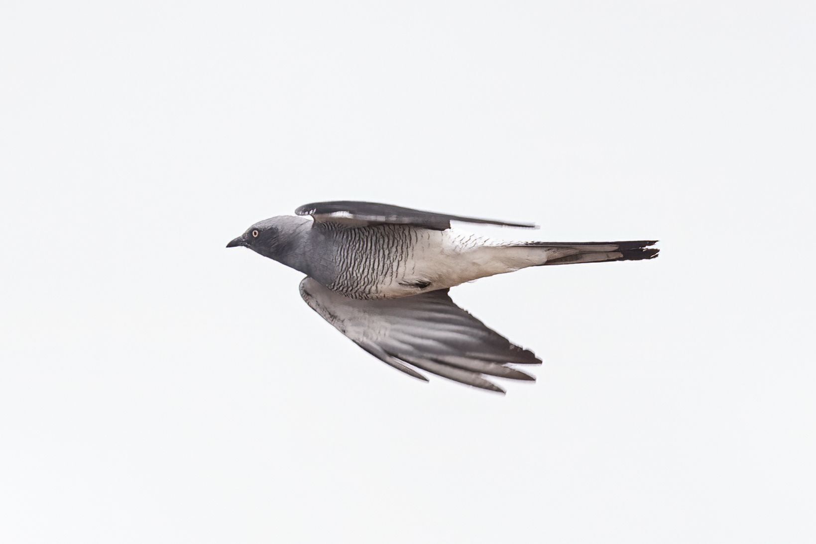 Ground Cuckooshrike (Coracina maxima), photo 2