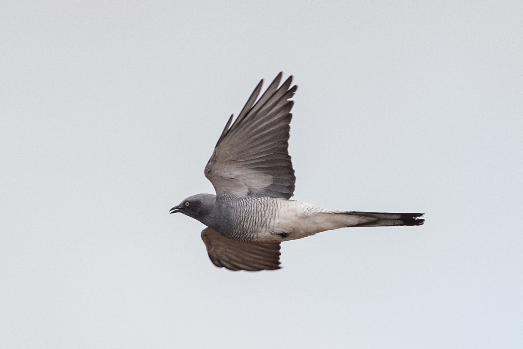 Ground Cuckooshrike (Coracina maxima), photo 9