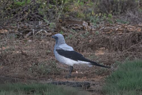 Ground Cuckooshrike (Coracina maxima), photo 8