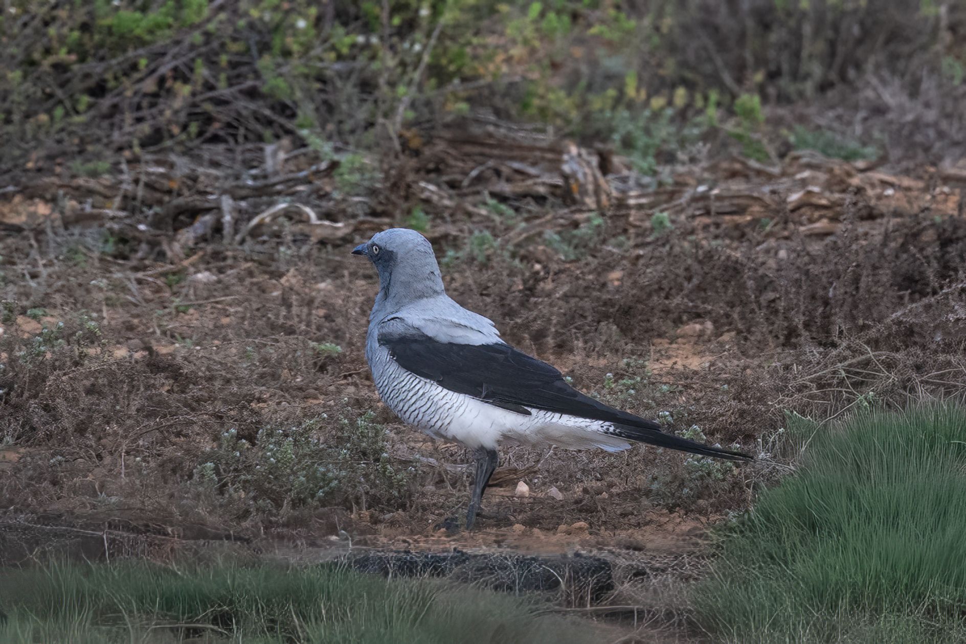Ground Cuckooshrike (Coracina maxima), photo 10