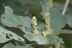 Mallotus philippensis