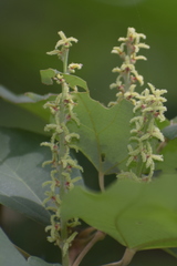 Mallotus philippensis