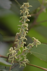 Mallotus philippensis