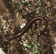 Plethodon angusticlavius