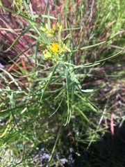 Euthamia gymnospermoides