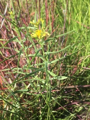 Euthamia gymnospermoides