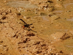 Synagris