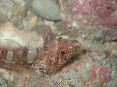 Tripterygion delaisi