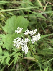 Conioselinum scopulorum