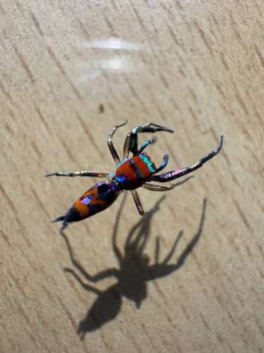 Chrysilla volupe