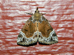 Hypena abalienalis