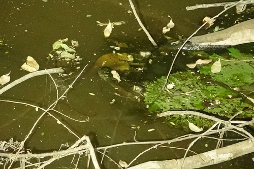 West African Crocodile