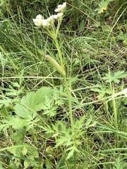 Conioselinum scopulorum