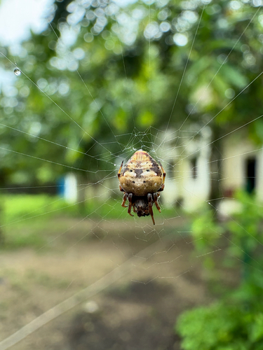 Hump Back Araneid Spider