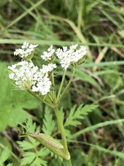Conioselinum scopulorum