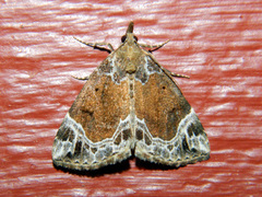 Hypena abalienalis