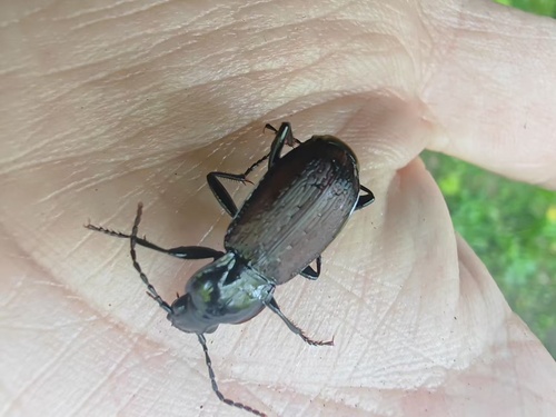 Pterostichus interruptus
