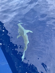 Carcharhinus plumbeus