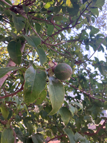 Oncoba spinosa (Oncoba spinosa)