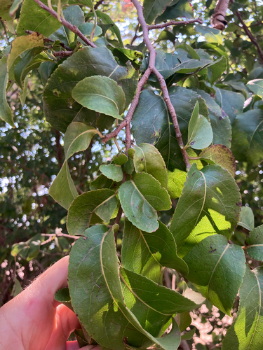 Oncoba spinosa, photograph 5