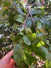 Oncoba spinosa, photograph author not stated, no rights reserved