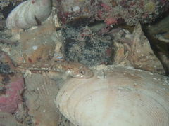 Pomatoschistus pictus