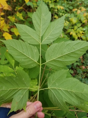 Box-elder foliage