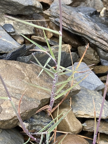 Poa cenisia, photograph 6