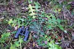 Cirsium vulgare