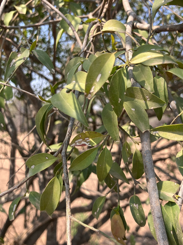 Bastard Sourplum (Olax dissitiflora)