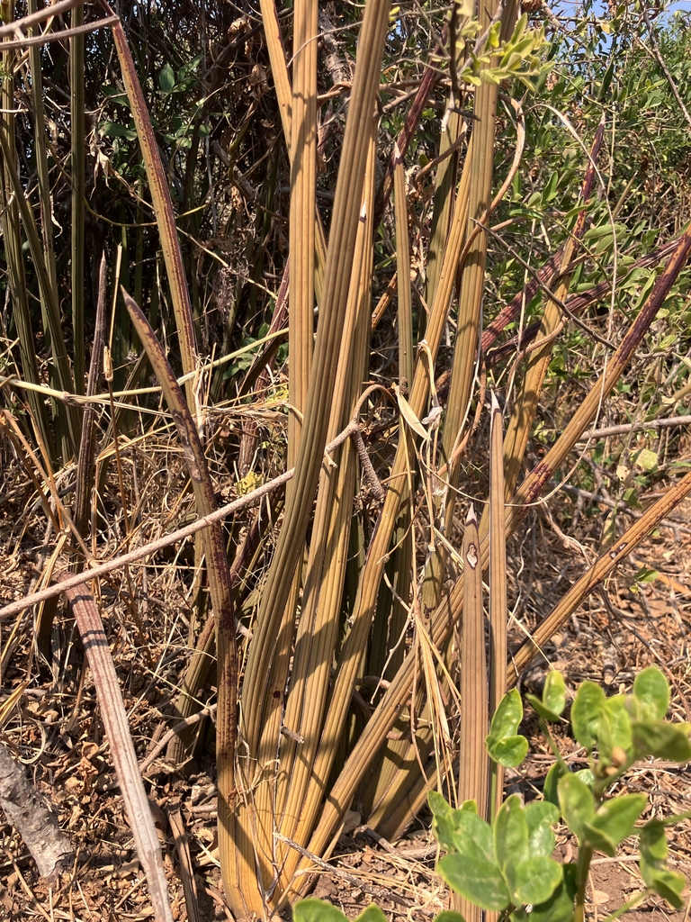 Dracaena pearsonii; photograph rosshawkins, CC0, iNaturalist via GBIF