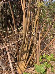 Dracaena pearsonii
