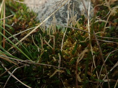 Coprosma atropurpurea
