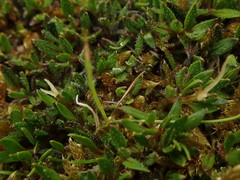 Coprosma atropurpurea