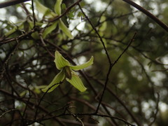 Clematis marata