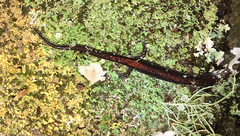Plethodon angusticlavius