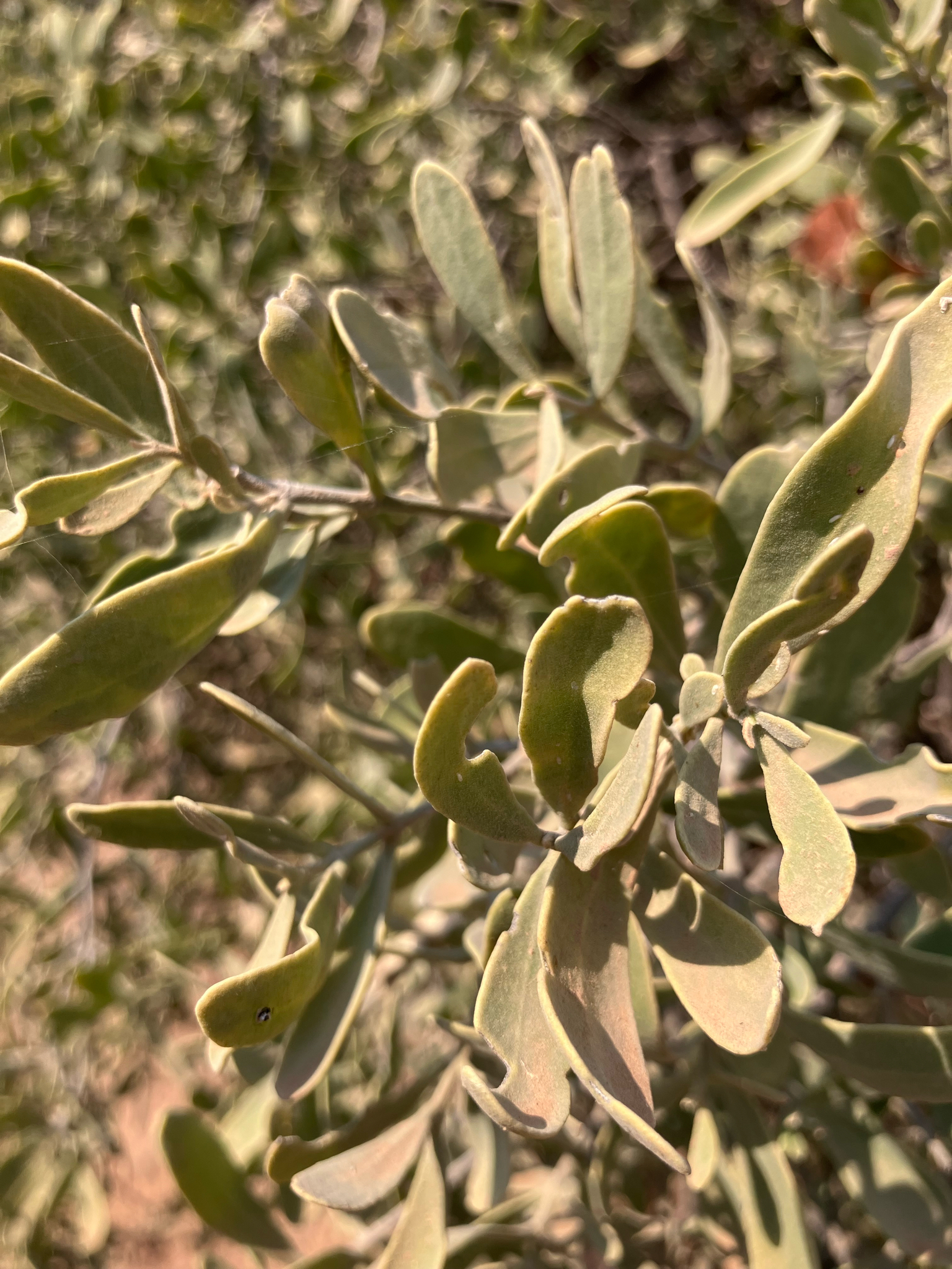Narrow-Leaved Mustard (Salvadora australis)