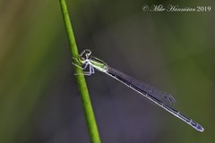 Ischnura hastata