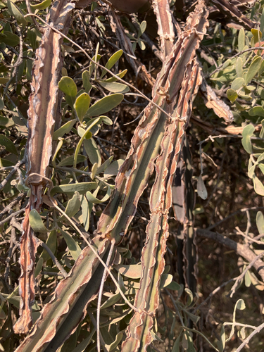 Cactus Grape (Cissus cactiformis)