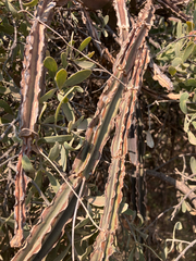 author not stated, no rights reserved Cissus cactiformis, photograph author not stated, no rights reserved