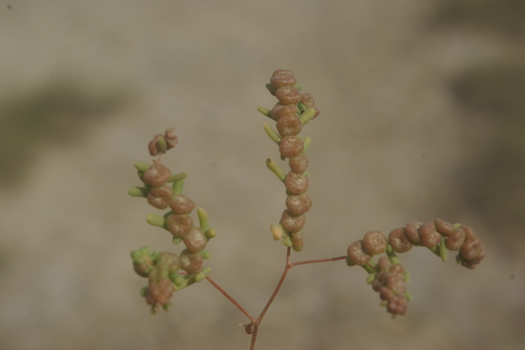 Tetradiclis