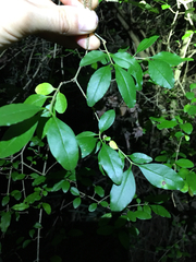 Forestiera ligustrina