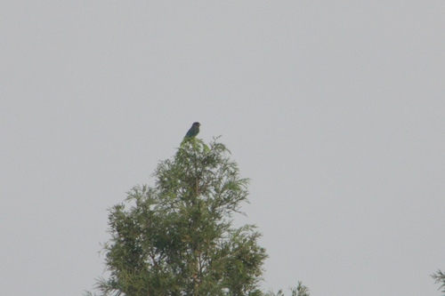 Dollarbird