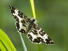 Rheumaptera hastata