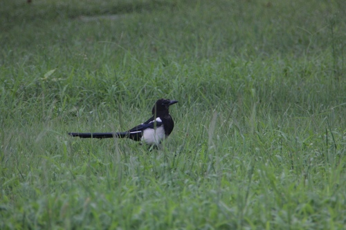 Oriental Magpie