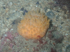 Polymastia boletiformis